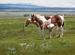 horses