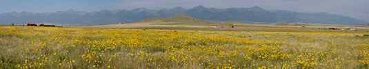 flowers in Sangres