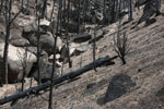 Burned forest in Ute Pass